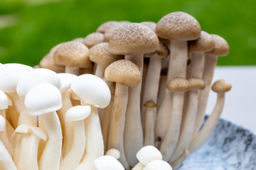 White and brown shimeji edible mushrooms native to East Asia, buna-shimeji is widely cultivated and rich umami tasting compounds