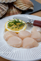 Atlantic bay scallops coquille St. James sea shells, catch of the day in Normandy or Brittany, France is shells and cleaned