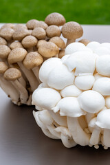 White and brown shimeji edible mushrooms native to East Asia, buna-shimeji is widely cultivated and rich umami tasting compounds