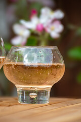 Brut apple cider from Betuwe, Gelderland, in glasses and blossom of apple tree in garden on background on sunny day, apple cider production in Netherlands