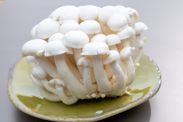 White and brown shimeji edible mushrooms native to East Asia, buna-shimeji is widely cultivated and rich umami tasting compounds