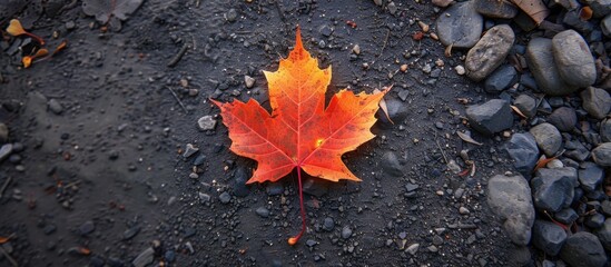 Red maple leaf on ground