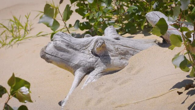Bleached wood buried in sand on sand dune beach