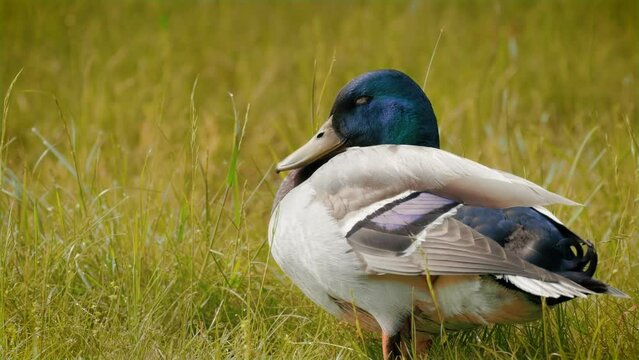 Male mallard duck falls asleep near a meadow pond