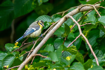 Blaumeise bei der Nahrungssuche im Sommer an einem Baum