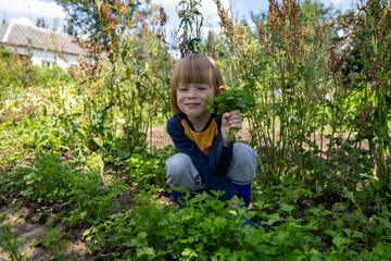 A beautiful child collects fresh organic greens for eating. Boy helps in the garden collecting...