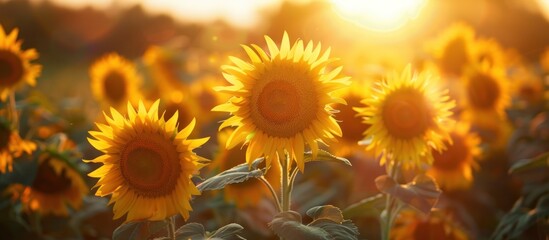 Fototapeta premium Sunflowers swaying in the golden hour