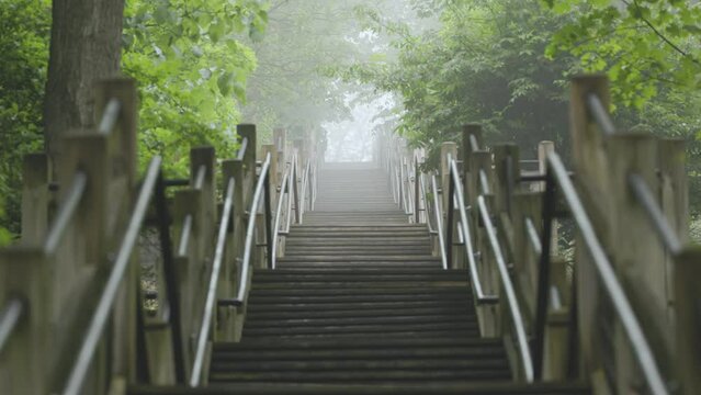 Endless forest staircase in the fog