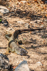Green iguana in mangrove swamp in Tampico Tamaulipas