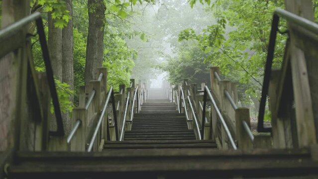 Endless forest staircase in the fog