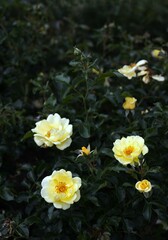 yellow roses contrast beautifully against dark green foliage in background. concepts: spring or summer event flyers, beauty and lifestyle blogs, home and garden magazines, plant nursery advertising