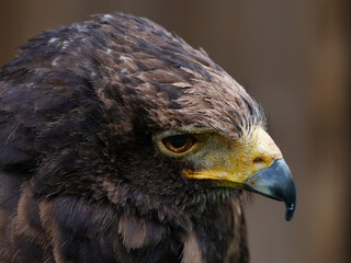 Photo of a Harris's hawk headshot portrait close up Head of small falcon