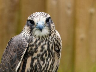 photo of a falcon. Bird of prey, Common buzzard, Buteo Buteo. Head of small falcon