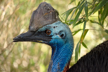 The cassowary is a large, flightless. It is covered in dense, two-quilled black feathers and has a large helmet on its head.