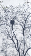 shadow of tree branches with bird in nest on white wall. concepts: nature backgrounds, minimalist art, poetic and literary themes, peaceful imagery for relaxation and meditation, national bird day