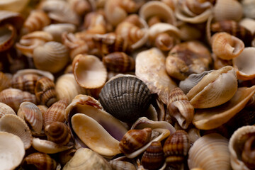 Mollusk shells. Seashell background. Ocean shells. Seashells background. Texture of the sea shells. Summer marine background.