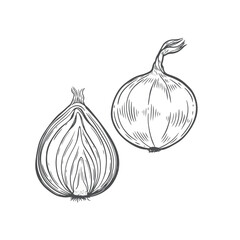 Engraved onions vector line drawing isolated on white background.
