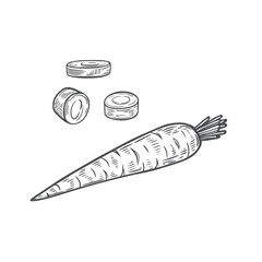 Engraved carrots line drawing isolated on white background.