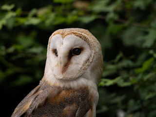 A portrait of a Snowy Owl. The Barn Owl (Tyto a