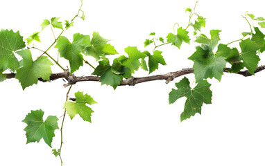 Grape leaves vine plant branch with tendrils on transparent or white background