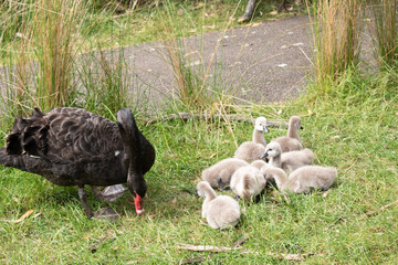 Cygnets are grey when they hatch with black beaks and gradually turn black over the first six months at which time they learn to fly.