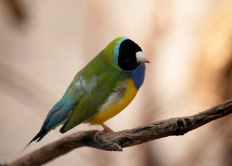 The gouldian  finch is a small bird, with a bright green back, yellow belly and a purple breast.