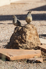 Gambel's Quails perched on rock