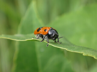 The ant bag beetle (Clytra laeviuscula) sitting on a green leaf