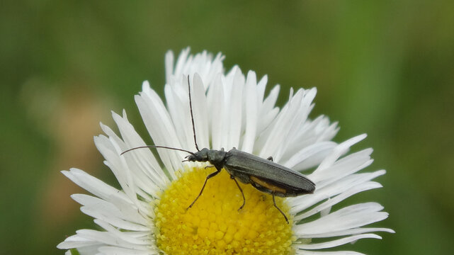 False blister beetle (Oedemera lurida), female on a fleabane daisy