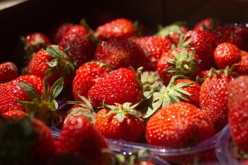 Red strawberries in plastic boxes. Close-up of ripe strawberries in a box