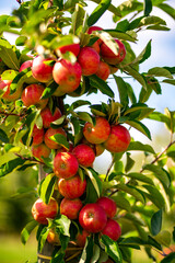 Red ripe juicy apples on a branch in the garden. Apple orchard. Apple trees. Rural garden. Ripe red apples on a tree. Apple on tree in the garden.