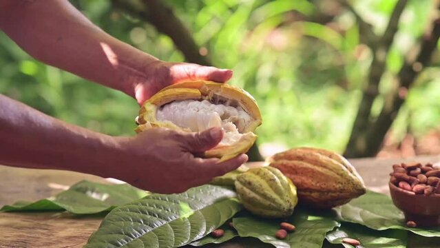 The farmer's hands open the cocoa pod and show the seeds.