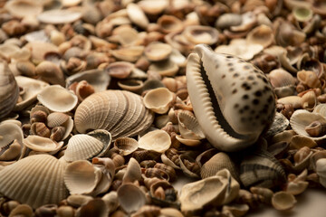 Sea shells pattern for design. Seashells for summer advertising. Marine shells texture. Sea shells background. Marine seashells.