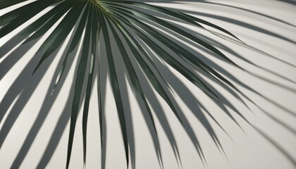 Obraz premium Shadow Palm Leave pattern