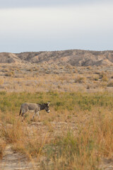 Wild burro in the desert