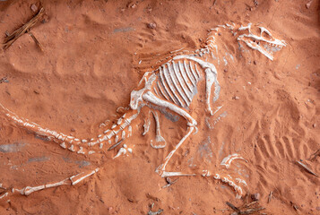 Dinosaur Skeleton Bones in Sand near Moqui Cave Paleontology Museum in Southern Utah US