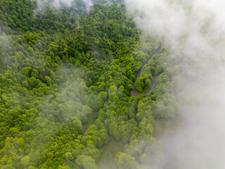 Forêt et brume