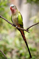 the princess Alexandra parrot has a pink neck and a light blue head and green wings