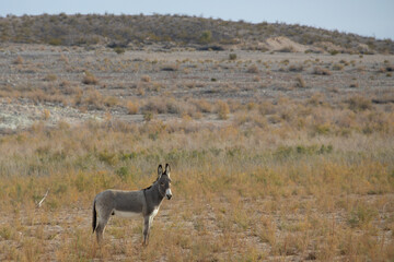 Wild burro in the desert