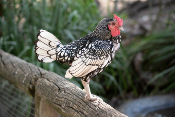 the sebright bantam chicken has white feathers edged with black and a red comb