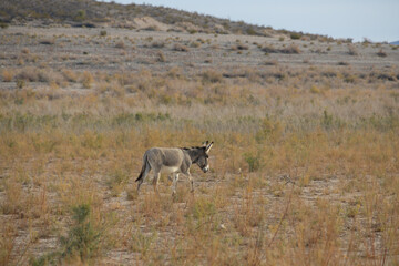 Fototapeta premium Wild burro in the desert