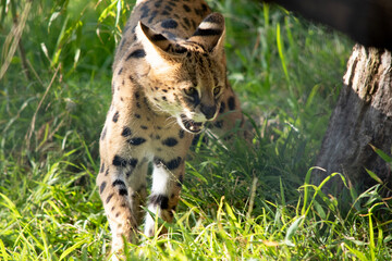 The serval is a wild cat with black spots on a gold body.