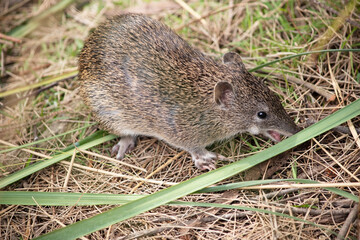 Southern Brown Bandicoots are about the size of a rabbit, and have a pointy snout, humped back, thin tail and large hind feet