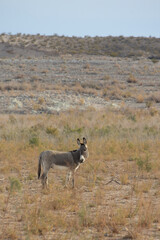 Wild burro in the desert
