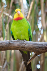 Obraz premium the superb parrot has a green body with red under its neck and yellow forehead and chin