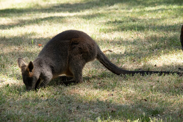 The swamp wallaby has dark brown fur, often with lighter rusty patches on the belly, chest and base of the ears.. .