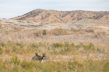 Wild burros in the desert