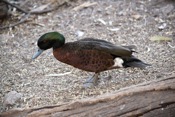 the male the chestnut teal duck has a green head and neck and a brown body