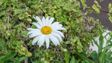 Vibrant Daisy in Lush Greenery