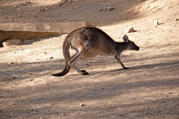 Western grey have large, muscular animals are grayish-brown to reddish-brown with a small head, large ears, and a long thick tail used for balance. .